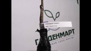 Груша колоновидная Сапфира