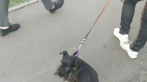 Цвергшнауцер щенок, постоянно лает на улице и всё собирает.Решение проблемы!