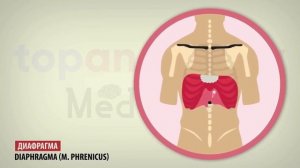 Всё о дыхании за 4 минуты; диафрагама, опора, дыхание животом, диафрагмальное дыхание. Как дышать?