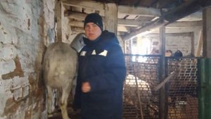 Развитие вымени у коз первокоток и у дойных коз перед родами! Показываю на своих козах! Мой опыт!