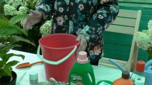 Гортензия. Как перекрасить гортензию и когда это лучше делать