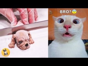 Реакция кошек и собак на разрезание Торта #2. Подборка приколов с животными