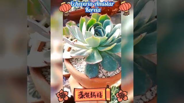 🇰🇷"Echeveria Amistar Koreia"🇰🇷 смотреть онлайн