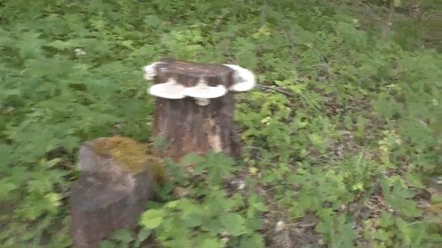 Трутовичочки на пенечке. Красивое явление в природе. смотреть онлайн