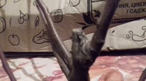 Осень4   Дерево сад Груша