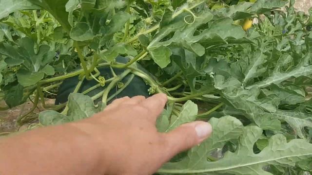 В лимонной роще растут большие арбузы.Апельсиновые деревья под тяжестью плодов.289 смотреть онлайн