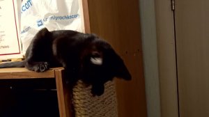 Похождения кота. Продолжение.