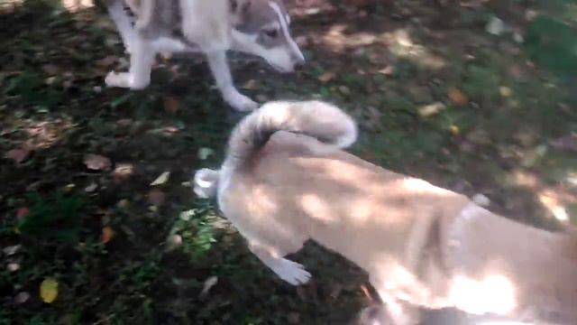 ЗСЛ 4 месяца смотреть онлайн