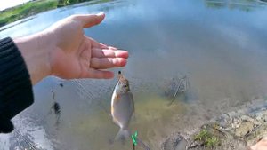 Рыбалка в Пензенской области Фидер,  Первый Сазан 2021 г