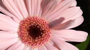 【4K UHD】Relaxing | Gerbera - Close-up Flowers in Japan BGM BGV