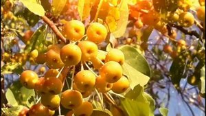 Клип Красивые цветы! Dance A Remix of Holly Dolly!#Beautiful flowers#Victoria_Versace#цветы