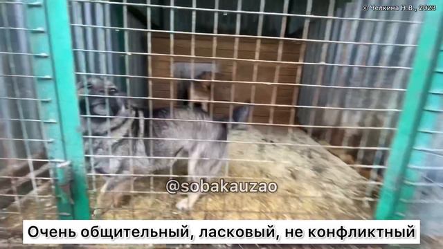 Малыш коротколапик в поисках дома. Приют «Щербинка». Проект помощи @Sobakauzao смотреть онлайн