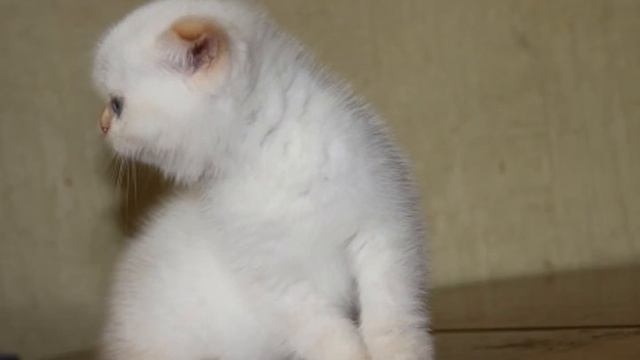 scottish fold/straight king kittens of daynight смотреть онлайн