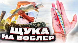 Щука на воблер в мутной воде.  Рыбалка на спиннинг на щуку в озере с зеленой водой.