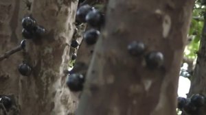 JABUTICABA - He jaboticaba tree produces Jabuticaba - FRUIT THAT born on the woody parts INCLUDING