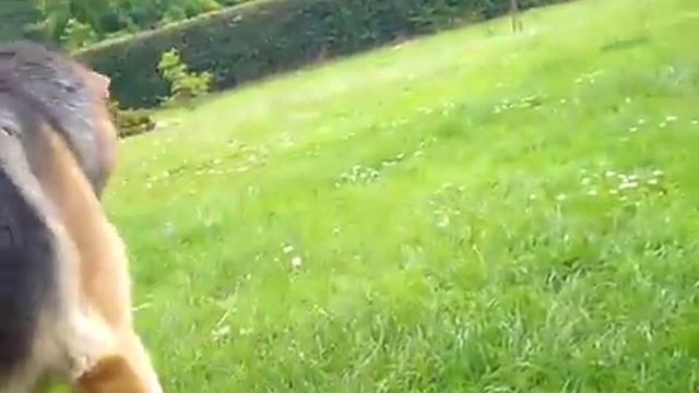 Dog vs Cat Perros contra gato смотреть онлайн