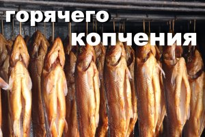 СУДАК ГОРЯЧЕГО КОПЧЕНИЯ В ДОМАШНИХ УСЛОВИЯХ