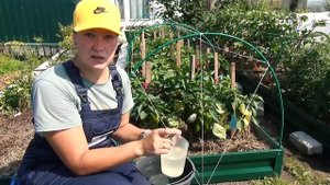 Опадание завязей у перца в середине лета: две основные причины.