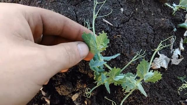 Брызкаем горох од довгоносика смотреть онлайн