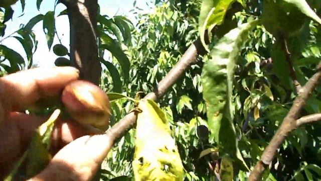 Белые пятна на нектарине прошу помощи как бороться с этой болячкой? смотреть онлайн