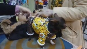 Зимний комбинезон для чихуахуа