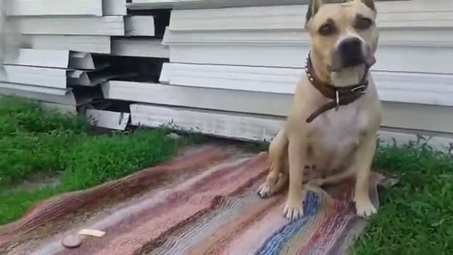 Стаффорд Ника просит еду))) смотреть онлайн