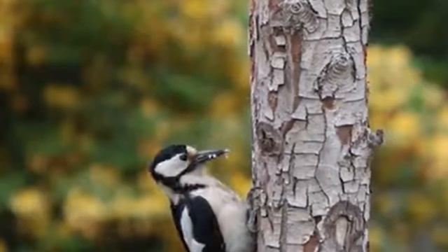 ДЯТЕЛ дітям про птахів | Початкова школа