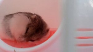 Как отличить хомячка Кэмпбелла от джунгарского. Расскажет Бриля