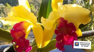 Cattleya Blc. Alma kee 'Timpale' orchid