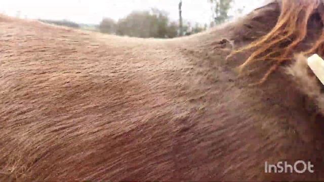 ЛОШАДИ/КОБЫЛУ ВИШНЮ ПОЧИСТИЛИ И НАВЕЛИ НЕБОЛЬШОЙ МАРАФЕТ смотреть онлайн