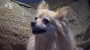 Денди-динмонт-терьер. ZooPlace.Ru