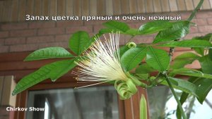 Пахира акватика. Цветение в моем зимнем саду. Уникальное видео.