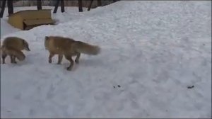 Лисицы трахаются очень прикольно!)))) Зацени!