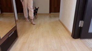 Топ 10 полезных команд для собак. Часть 1.