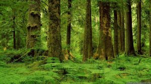 Therian Forest Meditation|For all non-shifters and those who haven't find their thereotypes