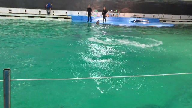 Санкт-Петербург Дельфинарий 2015 часть 2 смотреть онлайн