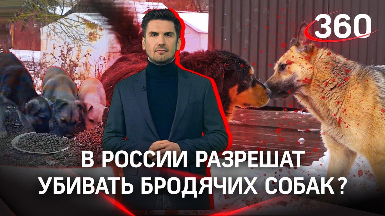 Отстрел vs стерилизация: в Госдуме хотят узаконить убийство бродячих псов?