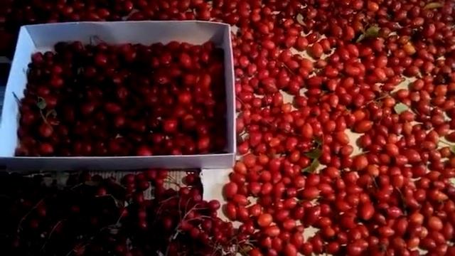 Шиповник, как собирать шиповник, как хранить шиповник, #как заваривать шиповник смотреть онлайн