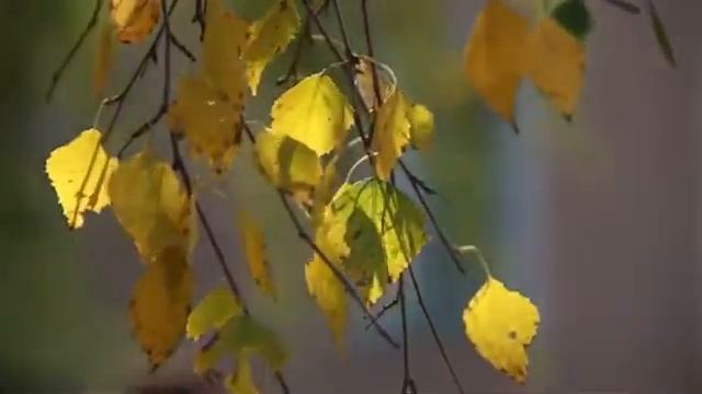 береза осенняя смотреть онлайн