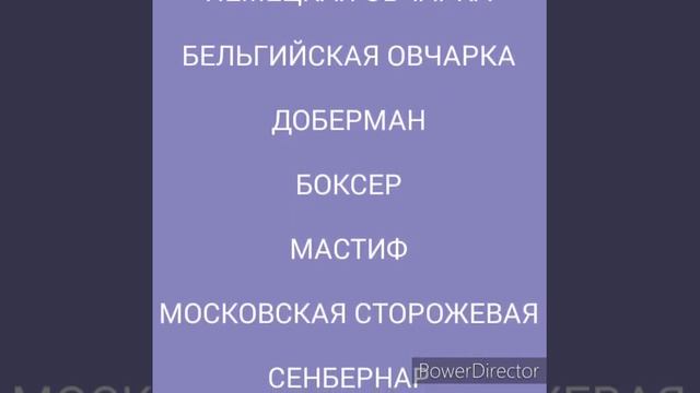 ?СТОРОЖЕВЫЕ СОБАКИ/ПОРОДЫ СОБАК/?