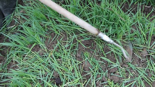 Посадка лука под зиму. Сорта моркови, свеклы под зиму.(18.10.16) смотреть онлайн