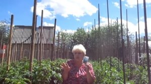 Вершинная гниль томатов! Чем обработать больные томаты?