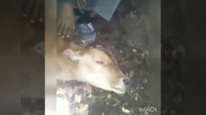 Умирающий телёнок говорит Аллах1