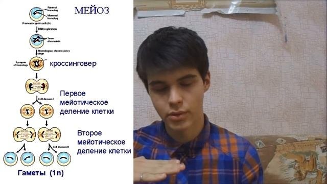 Митоз, Мейоз, Гаметогенез, Оплодотворение.