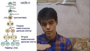 Митоз, Мейоз, Гаметогенез, Оплодотворение.
