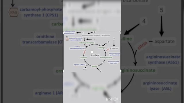 Key steps in UREA Cycle