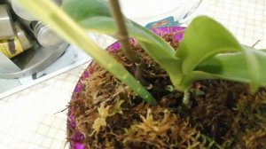 Почему нельзя заглублять корневую шейку орхидеи#хештег#моишестьсоток#орхидеи