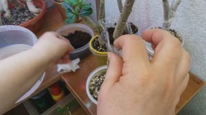АДЕНИУМЫ.  Что делать с ЧЕРЕНКАМИ?