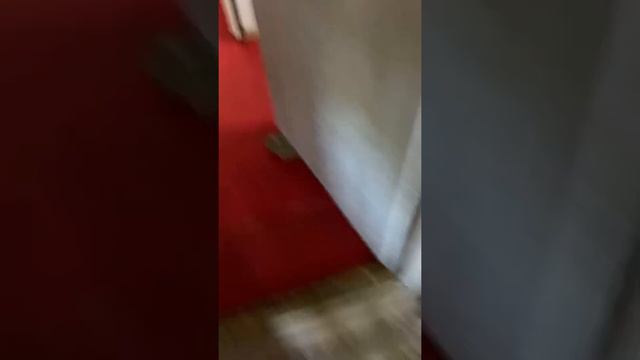 Для тех кто хочет завести енота 😂😂🤛🏼 смотреть онлайн