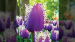 65 Beautiful Tulip Varieties with Names | Tulip Plant Varieties l Plant and Planting